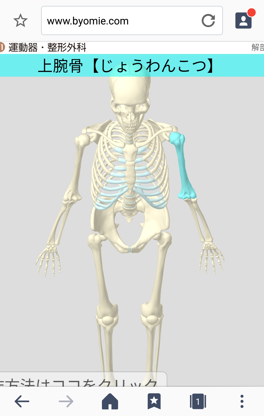 新刊］「病気がみえるvol.11運動器・整形外科」3DCG全身骨格を公開！ | INFORMA by メディックメディア