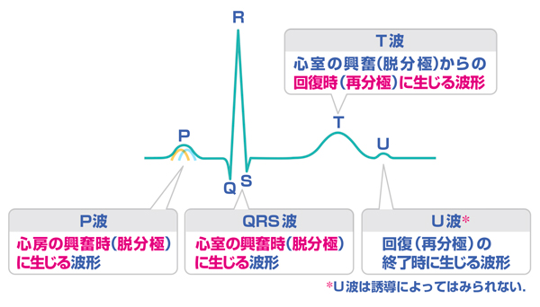 心電図 刺激伝導系 | tukusigumi-2019のブログ