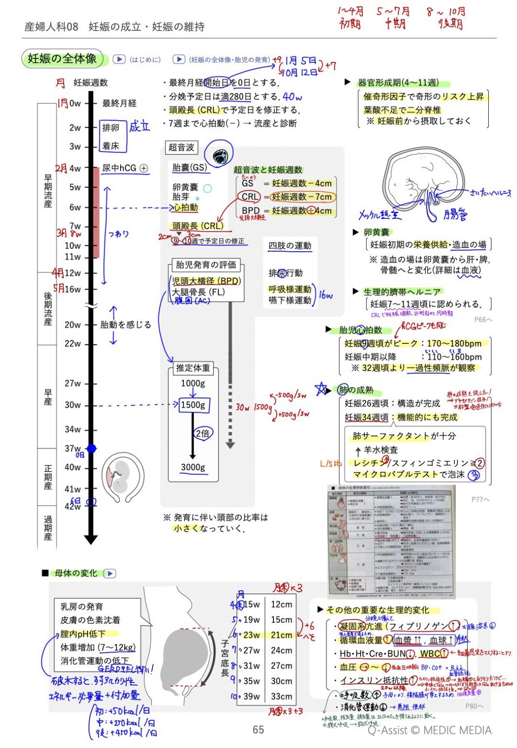 [5〜6年生]医師国家試験【体験記】「QAssist」テキストと 『レビューブック産婦人科』で産婦人科を極める！ INFORMA by