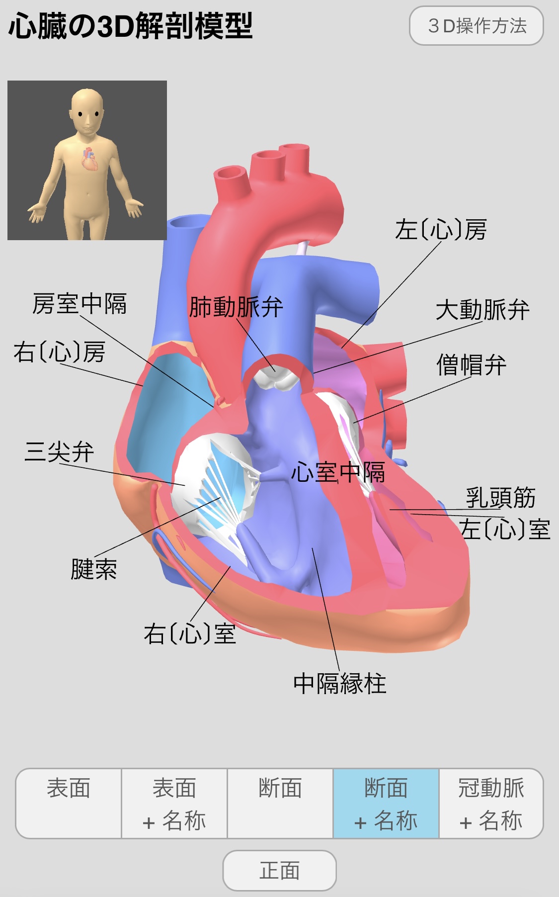 心臓の3D解剖模型