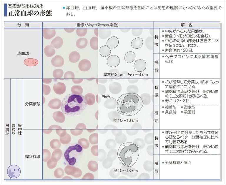 [新刊（改訂版）]『病気がみえるvol.5血液 第3版』改訂ポイントをご紹介！ | INFORMA by メディックメディア