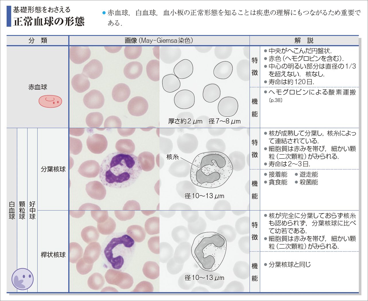 正常血球の形態